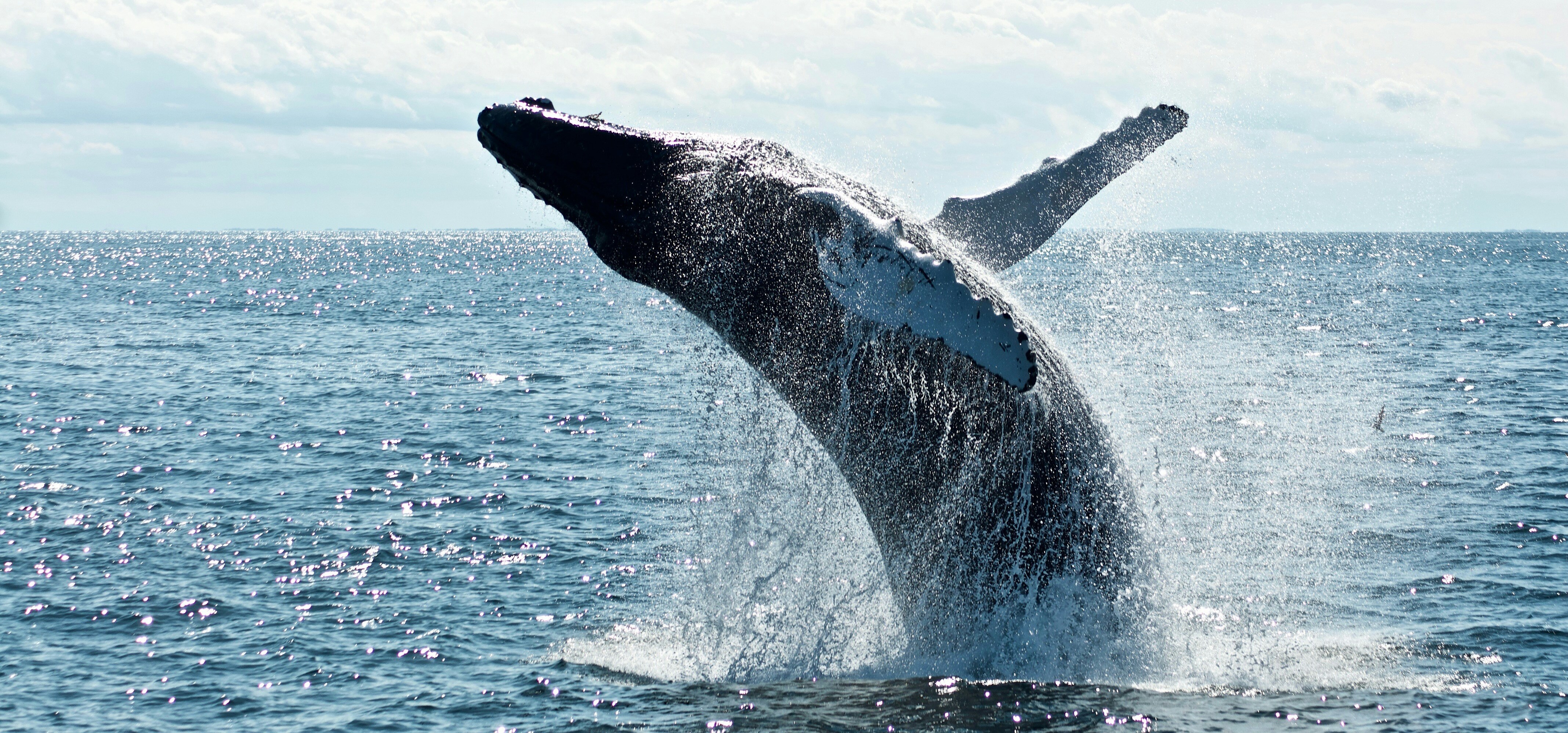 Mirissa Beach, Whale Watching & Galle Fort
