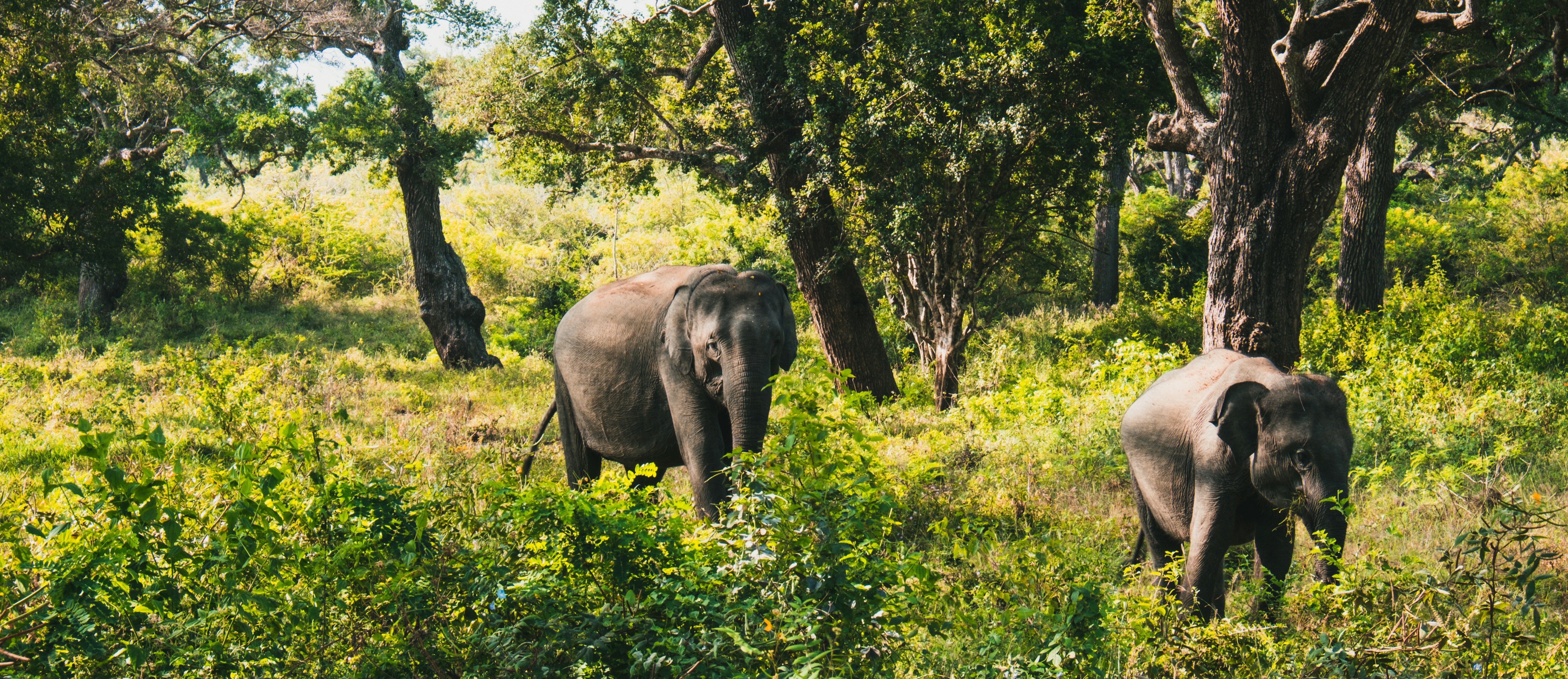 Yala Morning Safari to Mirissa