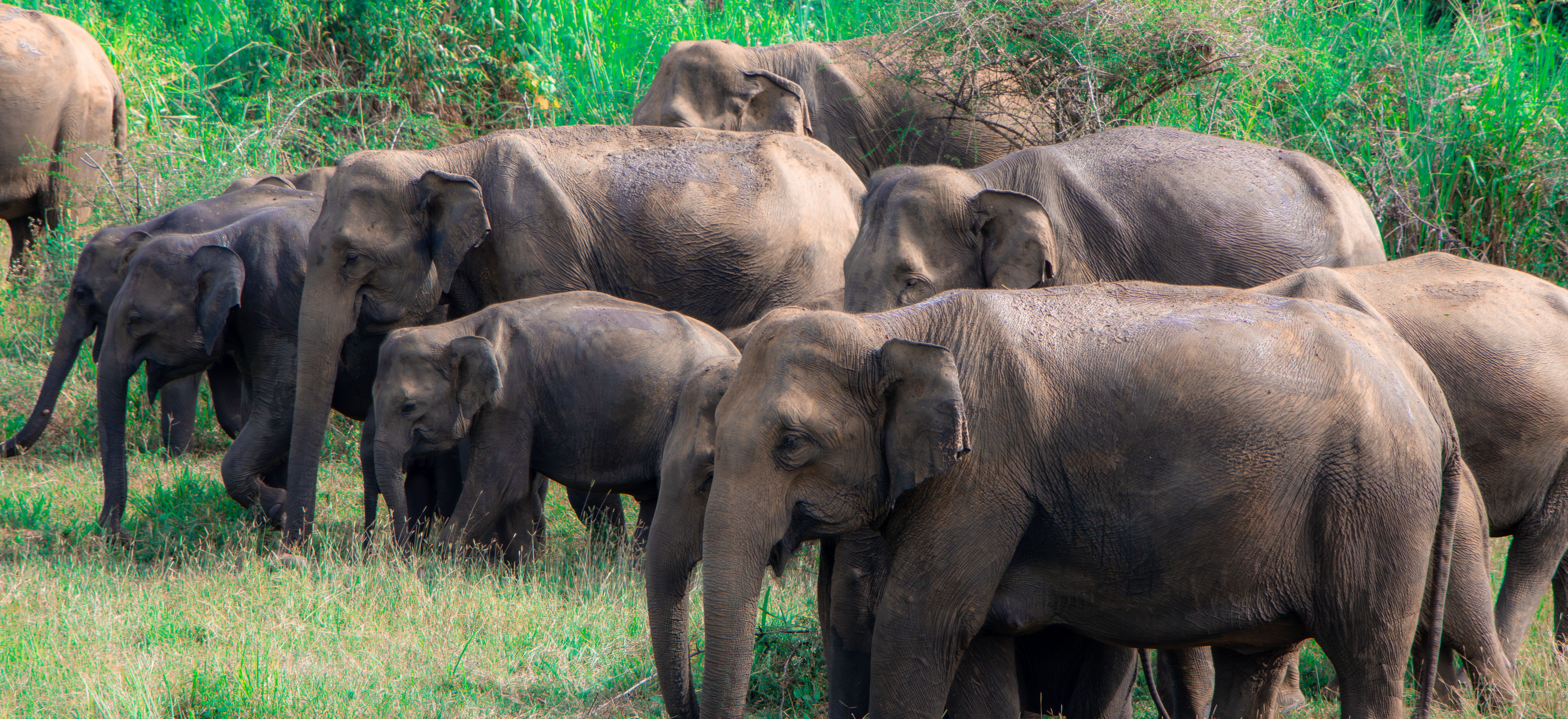 Habarana Village Experience & Minneriya Safari