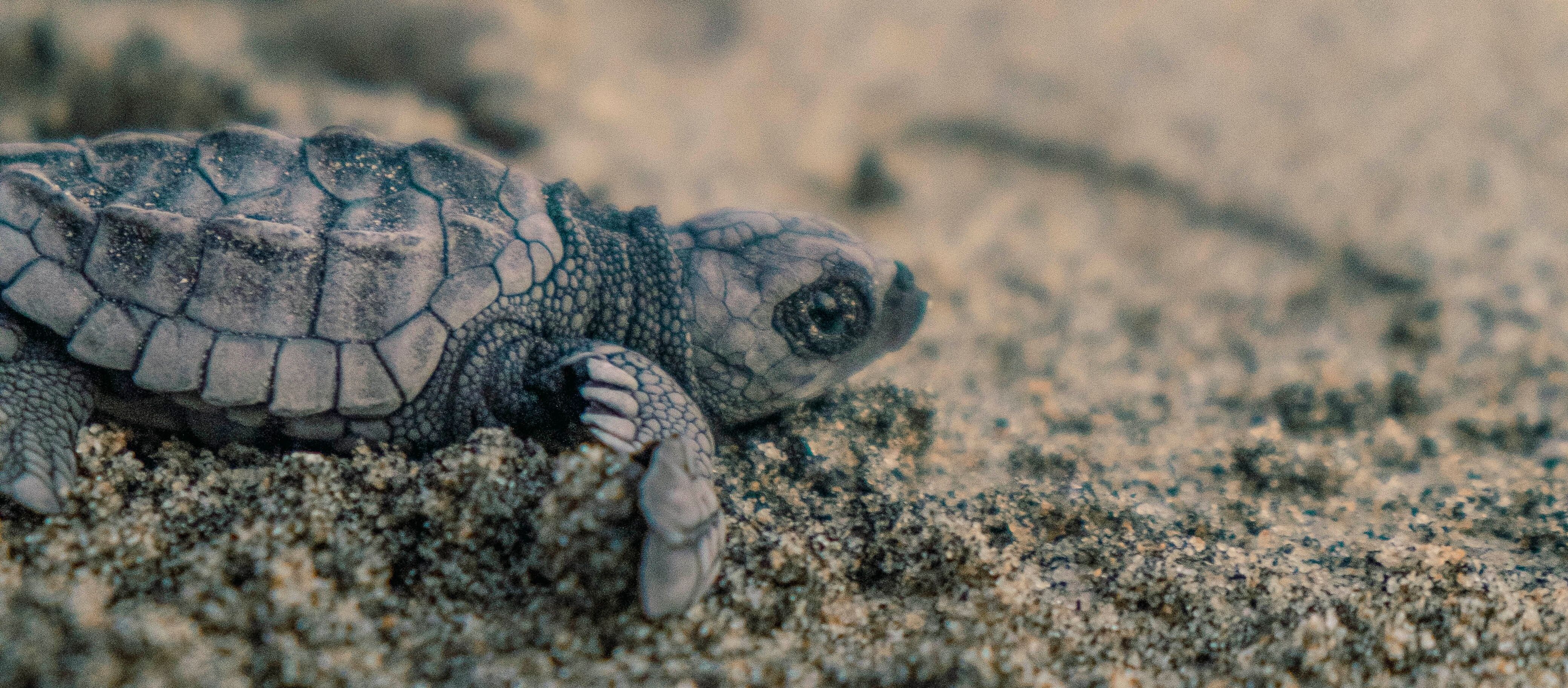 Tangalle Beach & Wildlife