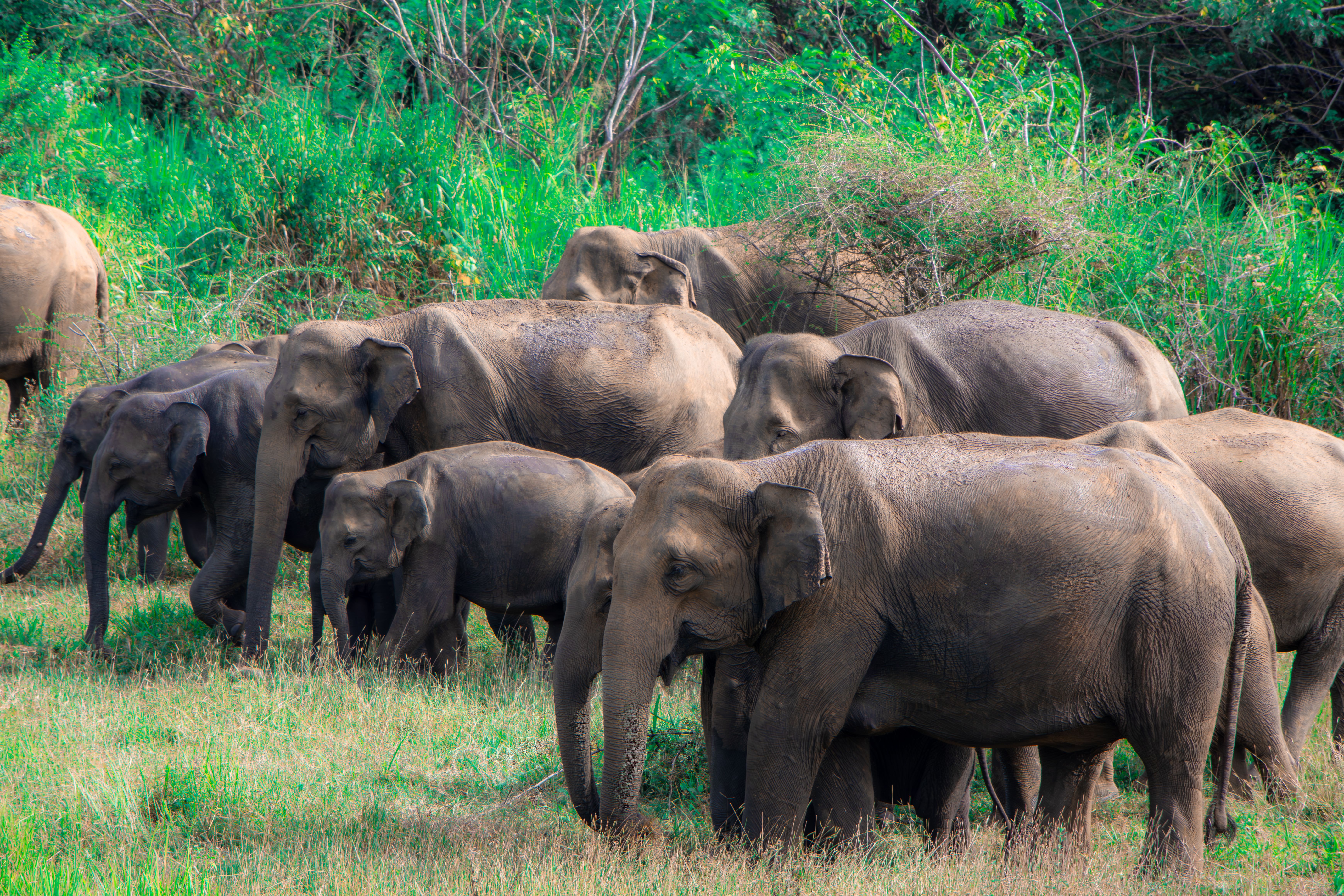 Sri Lanka Wildlife & Multi Activity Expedition - Holiday Panorama