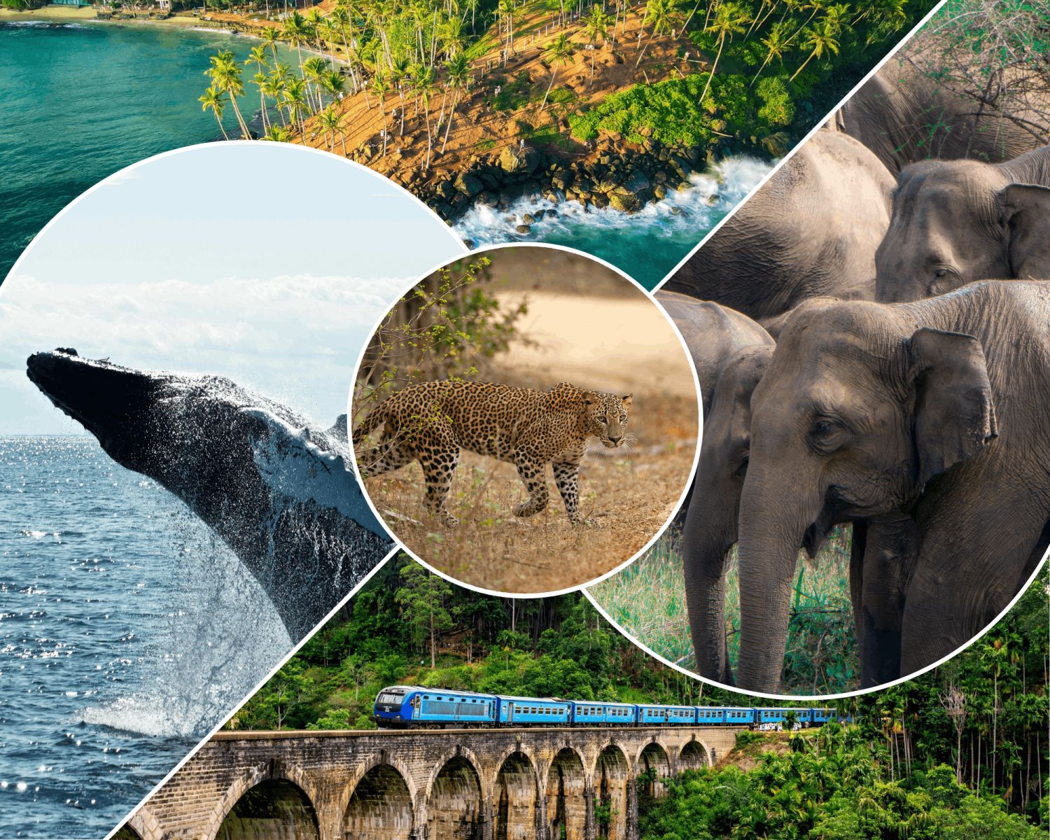 Sri Lanka Wildlife & Multi Activity Expedition